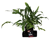 Los mejores  - Helecho de Botanicly – Lova Helecho Canguro en piedra Lava 2 como un conjunto – Altura: 48 cm – Microsorum…